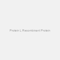 Protein L Recombinant Protein